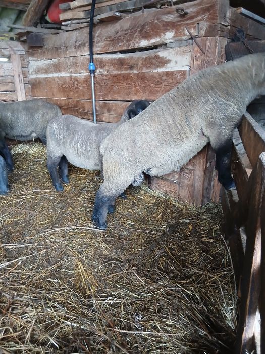 Berbecuti suffolk  de vânzare