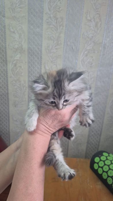 Отдам котят есть мальчики