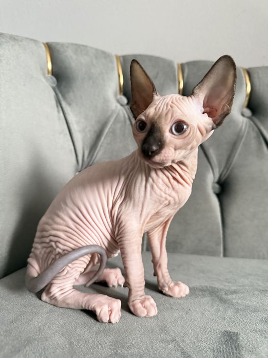 Fetita Sphynx Superba