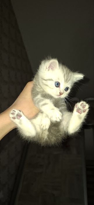 Скотиш Фолд Страйт  кошка