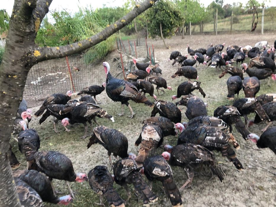 Vand curcani de rasa americana