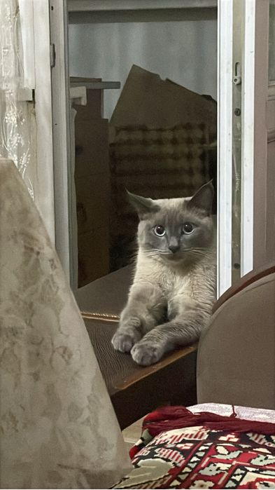 отдам кота в хорошие руки