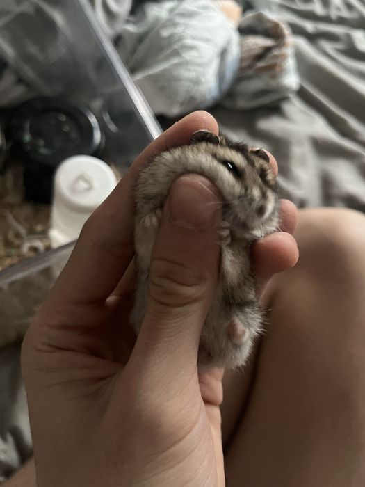 хомяки джунгарские дешевые! целая семья.