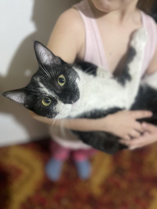 Отдам котенка в добрые руки