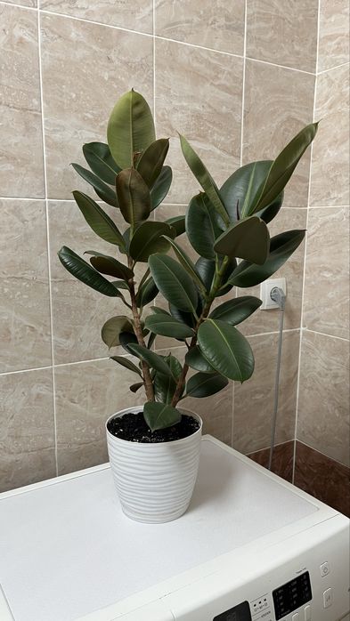 Домашние растения