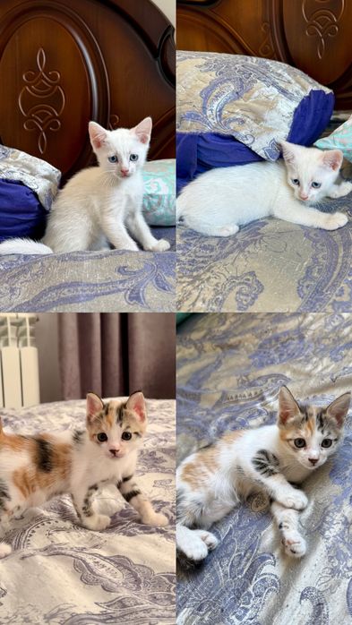Отдам котят бесплатно