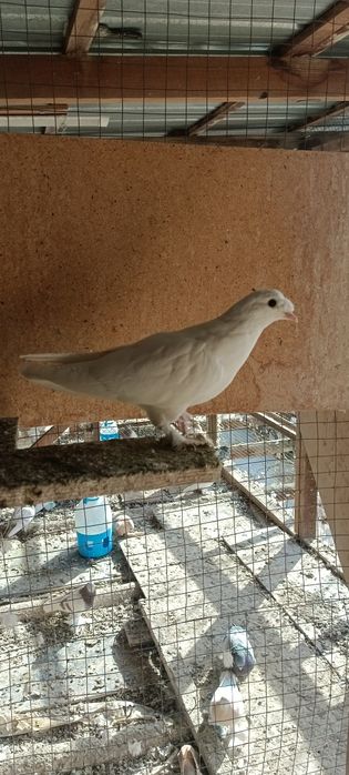 Продам   голубей