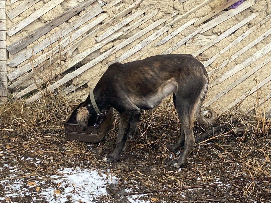 Таза қанды Тазы сатылады