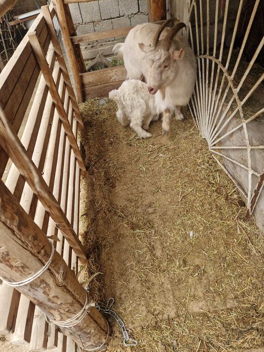 Лақты ешкі сатылады