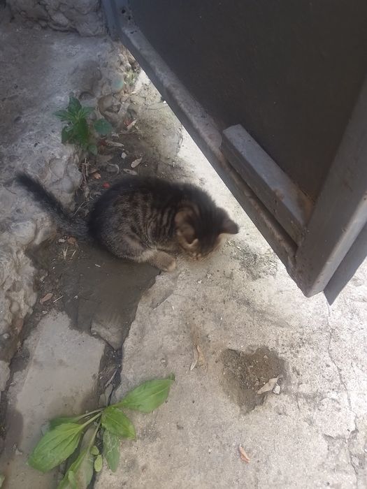 Отдам котят в хорошие руки