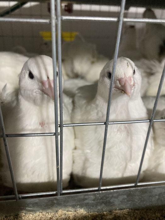 Инкубационое яйцо перепела