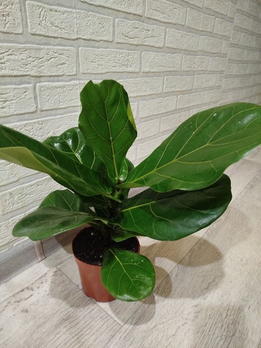 Продам фикус Лирато