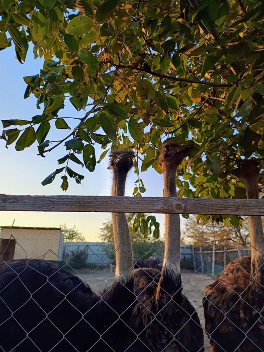 Struți de vânzare – 4 masculi + 1 femelă (2 ani și 4 luni)