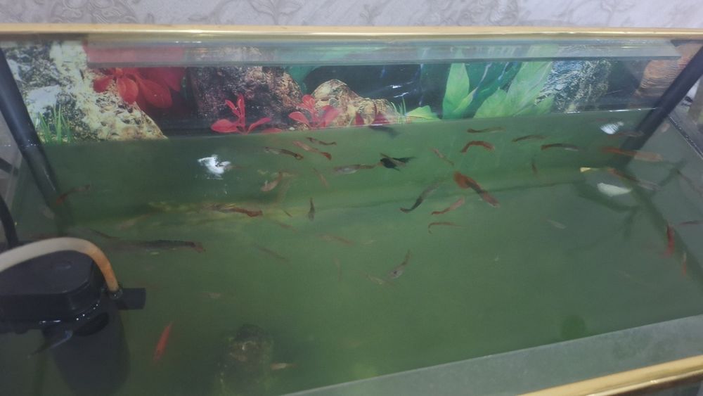 Балык сатамын арзан