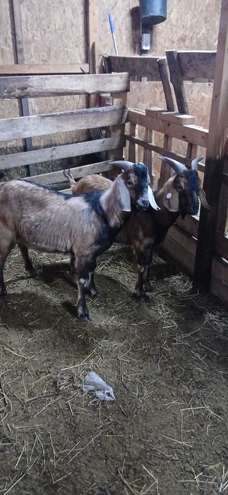 Țapi 2 Țapi anglonubian in acte ,vârsta 1 an