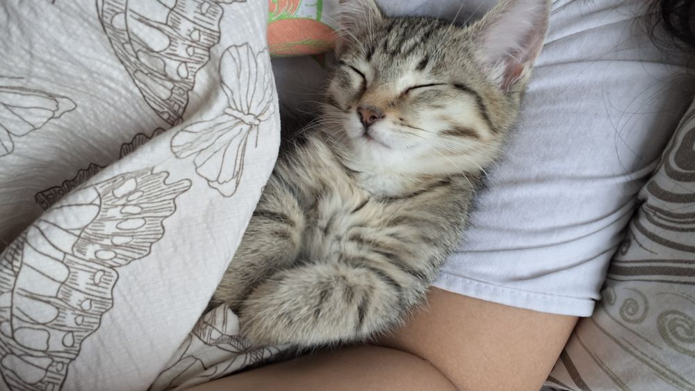 Котенок девочка Лола