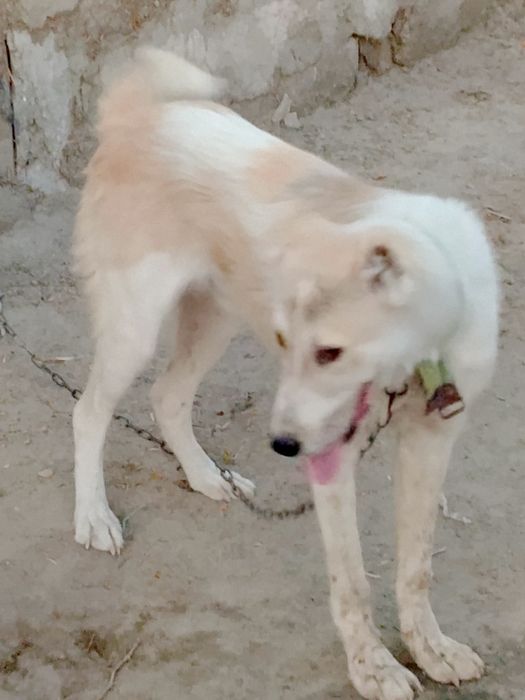 Собака алабай белого цвета