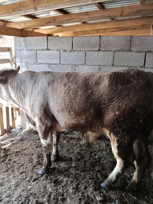 Быки два к корму приучены