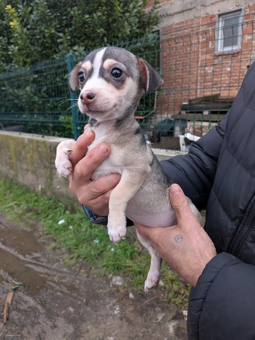 Женско кученце . На телефонния номер ще ви дадат повече информация