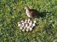 Vand prepelite japoneze si oua de consum