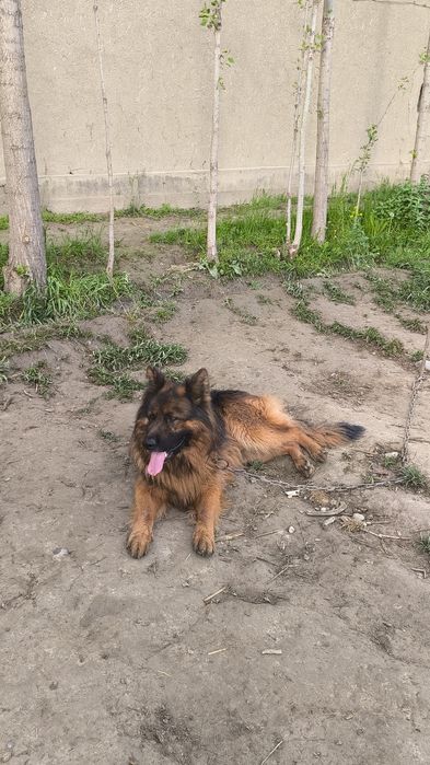 Дилнашерски афчарка сотилади