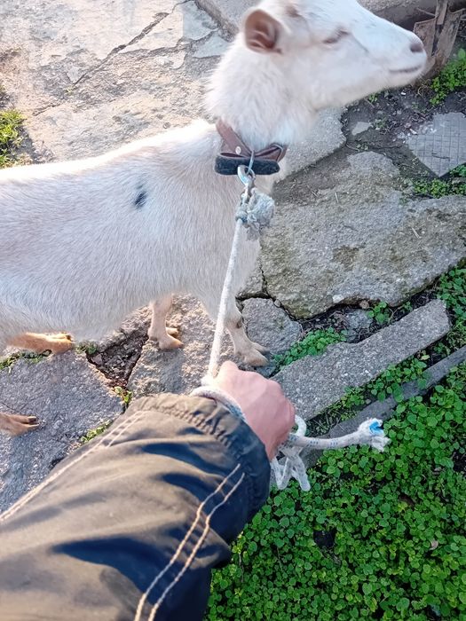 Българска млечна коза