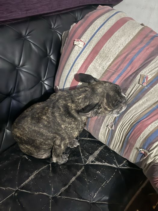 Нашелся французский бульдог