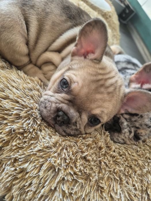 Уникален Френски булдог - MERLE със сини очи