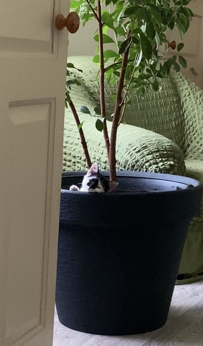 котёнок котенок кошка котешка котэ