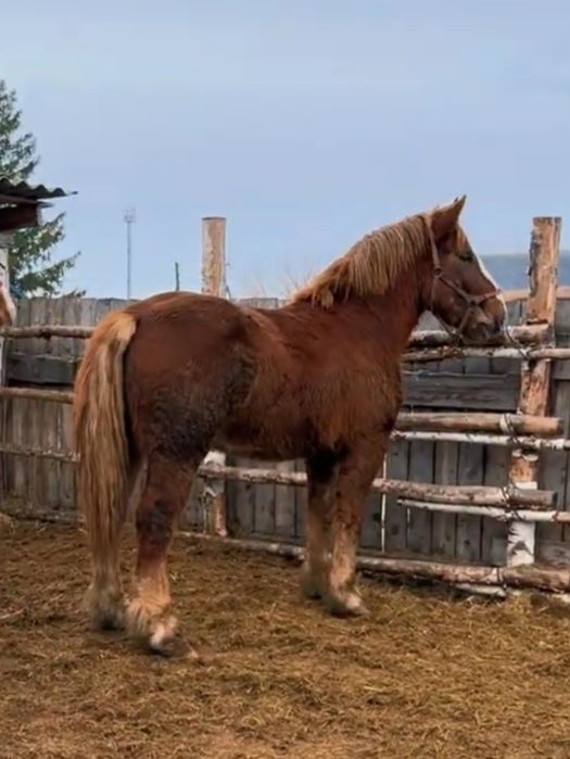 Продам советского жеребца