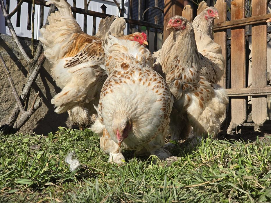 Продавам разплодни яйца от Бяло златна Брама [White gold Brahma]