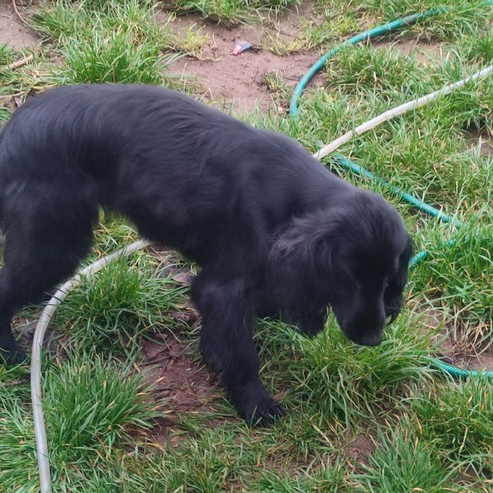 Куче кокер шпаньол за подробности пишете