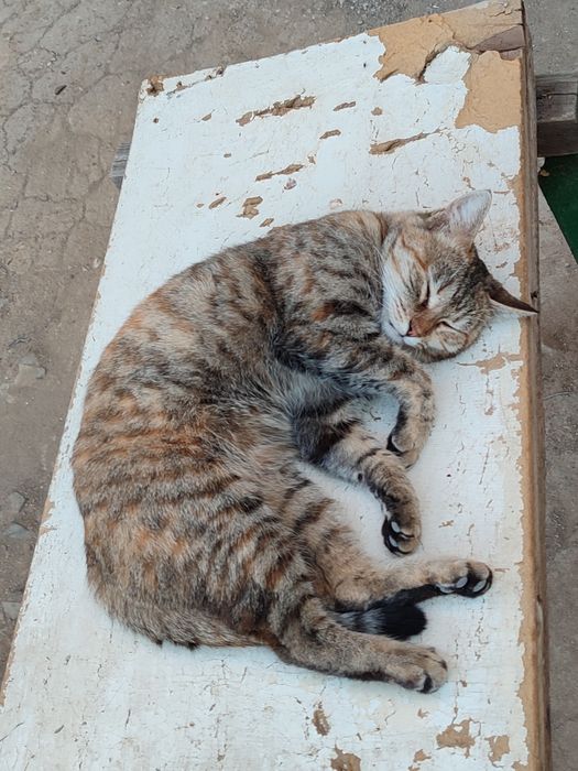 Мужик,альфа самец во всем дворе ! Редкий вид кота