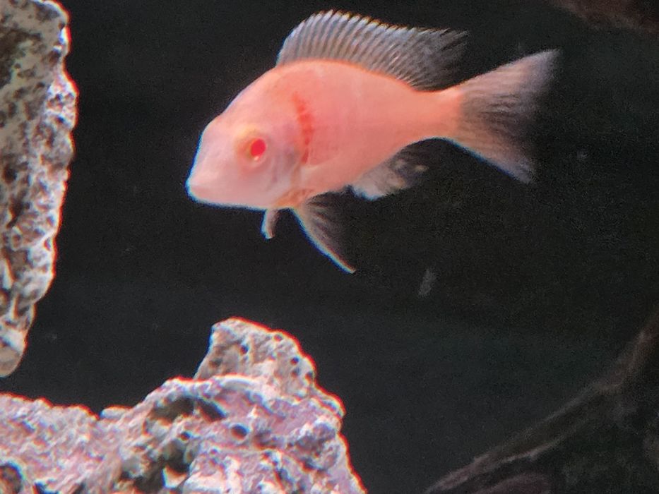 Аулонакара Красная орхидея альбино