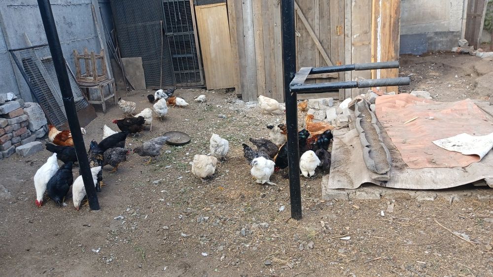 Продам домашних курей