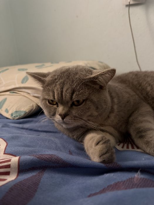 Mushuk scotish fold shatlantskiy fold