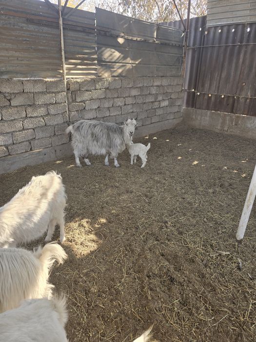 Ечки улоги билан