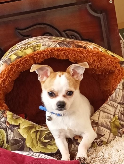 Чхвахува сабака продам