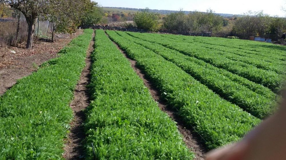 Продавам разсад Бял равнец сорт ПРОА и масло от бял равнец