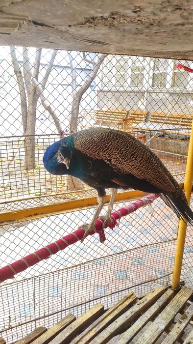 Продаются домашние павлины