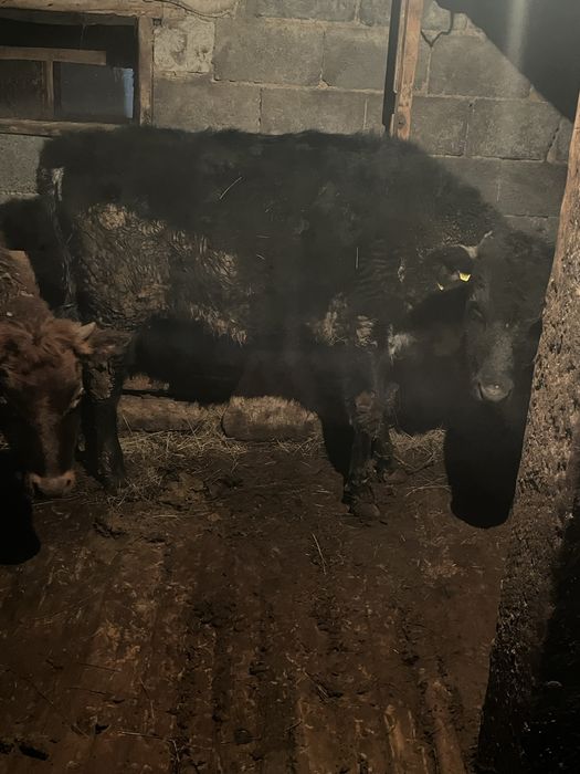 Бұзаулар сатылады