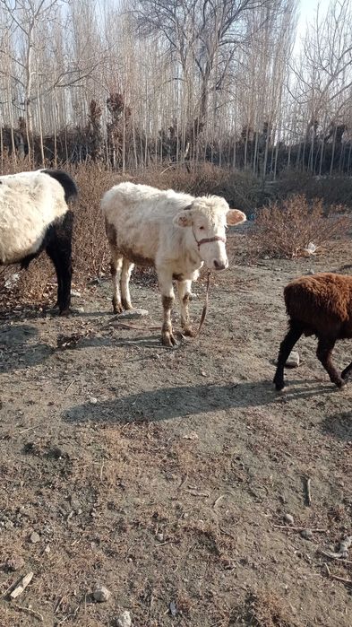 Кузи ва бузоқлар сотилади соглом