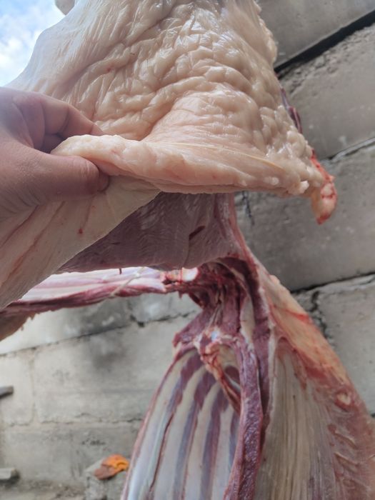 Семиз жылкылар бар