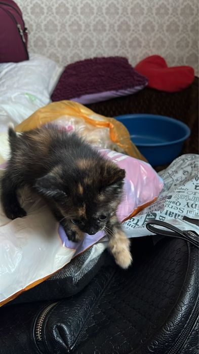 Отдам котят 1,5 мес