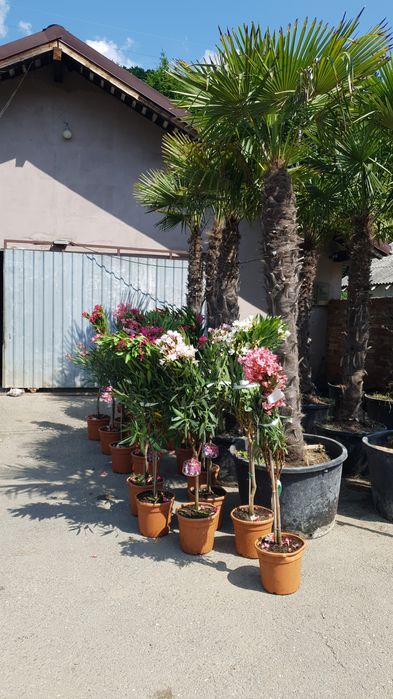 Leandru. lămâi. mandarin. hortensia  palmieri