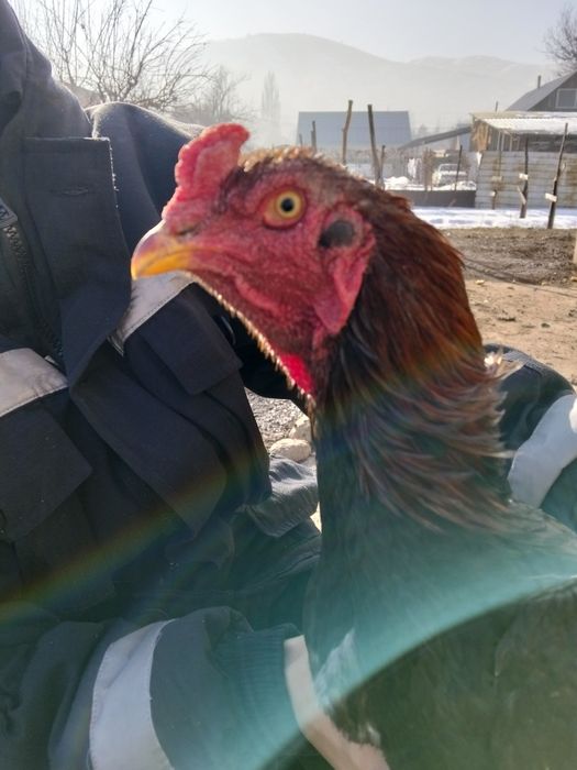 Продается июньский Джужик