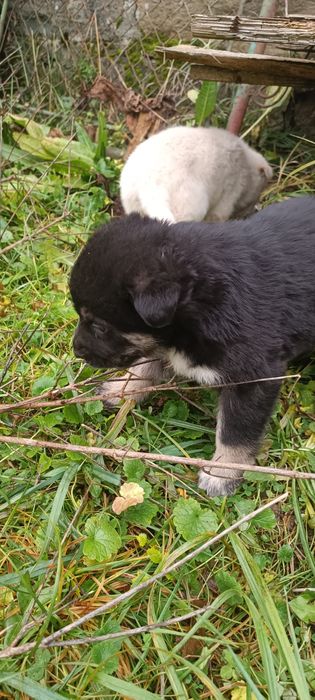 Donez catei (nu caine)