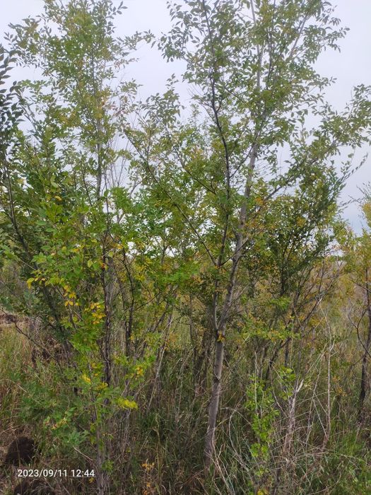 ВЯЗЬ тополь ива ели