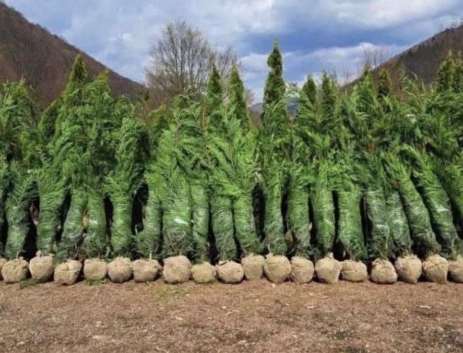 Leylandii gard viu 3m ! Oferta 200 lei oriunde in tara + plantat