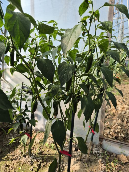 Ardei iute JALAPEGN̈O, Proaspăt, preț avantajos